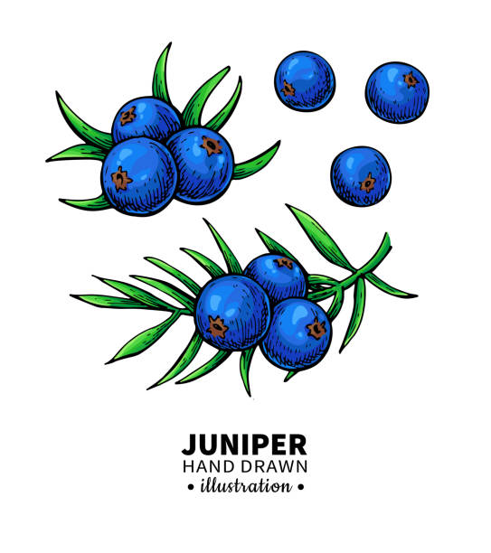 Best Juniper Berry Illustrations, Royalty-Free Vector Graphics & Clip ...