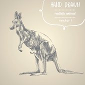 Kangaroo. Hand drawn vector illustration. Can be used separately from backdrop or postcard.