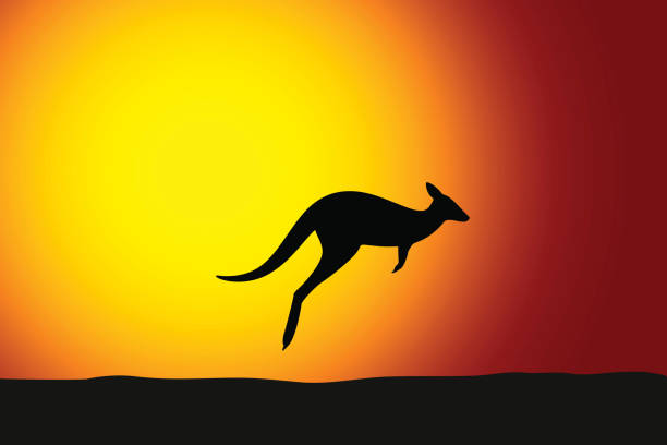 Kangaroo jumping front the sun Kangaroo jumping front the sun, sunset, silhouette kangaroo stock illustrations