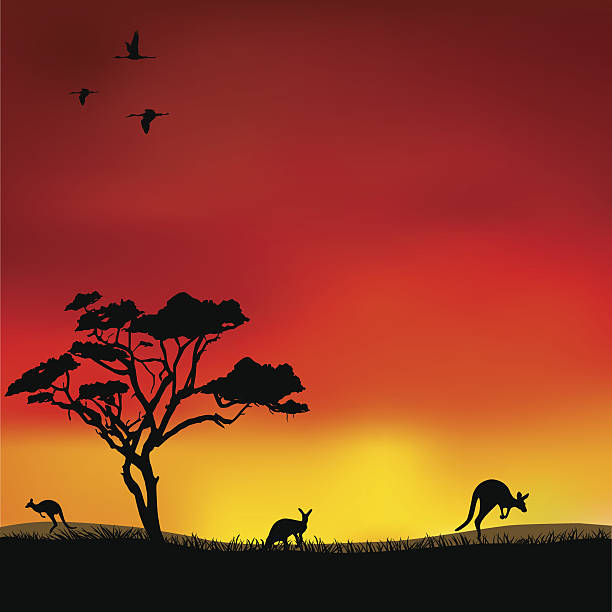 Kangaroos Kangaroos in the red sky Tree Kangaroo stock illustrations