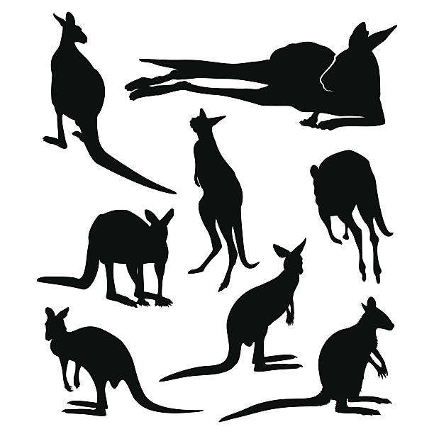 Kangaroos Kangaroo silhouette set kangaroo stock illustrations