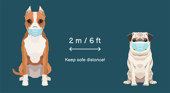 Keep safe distance two meters or six feets. American staffordshire terrier and pug wearing protective face masks