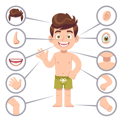 Kid body parts. Human child boy with eye, nose and chest, head. Knee, legs and arms cartoon preschool education vector illustration