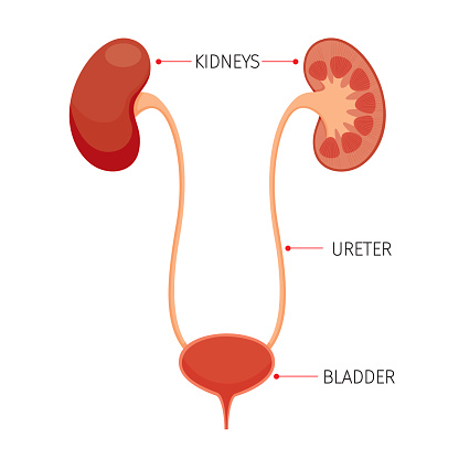 Kidneys And Bladder, Human Internal Organ Diagram