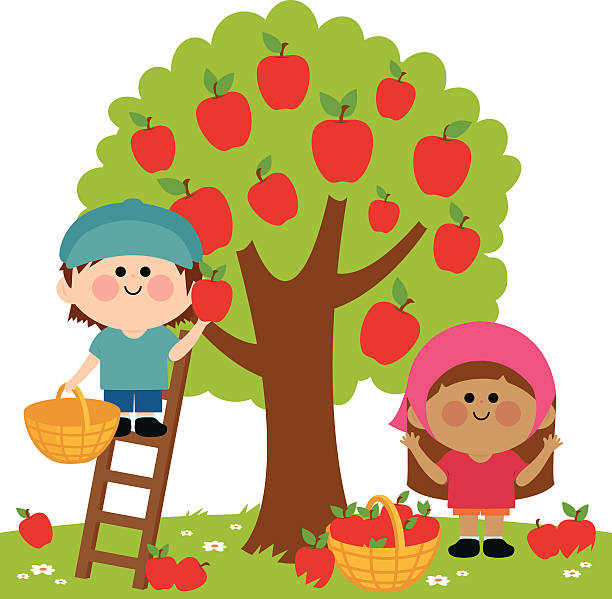 41 Boy And Girl Picking Apples From The Tree Illustrations &amp; Clip Art -  iStock