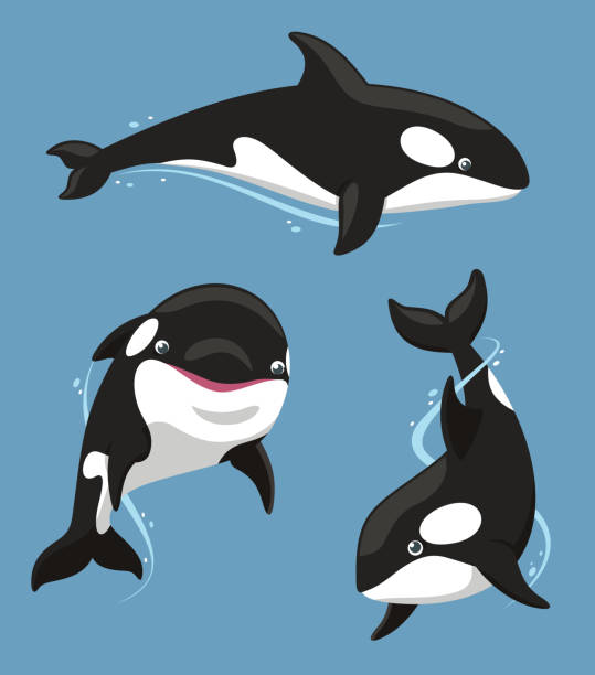 illustrations, cliparts, dessins animés et icônes de orque mammifère aquatique carnivore - event