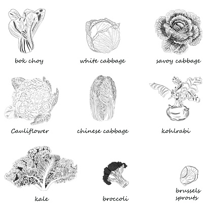 Kinds of cabbage. Hand-drawn sketch. White, red, savoy, chinese, curly cabbage. Bok choy. Kale. Broccoli. Brussels sprouts. Kohlrabi. Cauliflower. Vector illustration