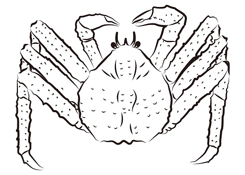 King crab illustration 2 (no color)