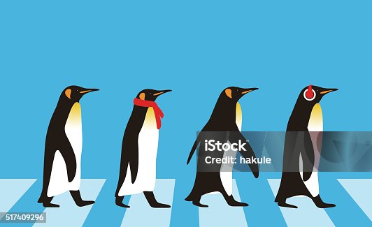 istock King Penguin walking, Penguin seed series 517409296