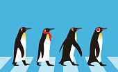 istock King Penguin walking, Penguin seed series 517409296
