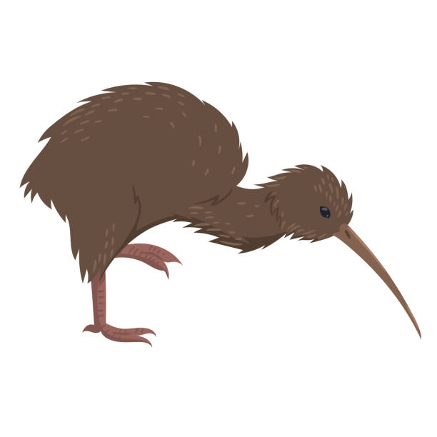 stockillustraties, clipart, cartoons en iconen met de vogel van de kiwi die op een witte achtergrond wordt geïsoleerd. vectorafbeeldingen. - zeeland