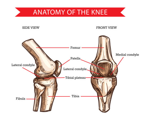 Knee bones and joint, vector sketch human anatomy Anatomy of human knee vector sketch of leg bones and joint, medicine design. Side and front view of knee bones, hand drawn femur, patella, tibia and fibula, tibial plateau and lateral condyle joint body part stock illustrations