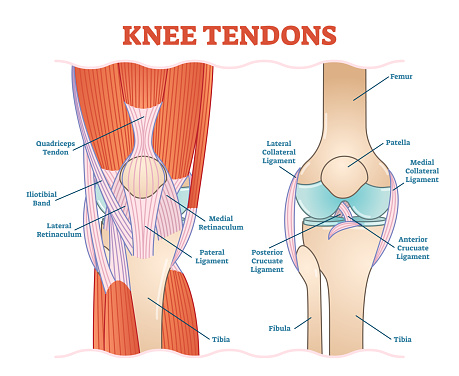 Knee Tendons medical vector illustration scheme, anatomical diagram.