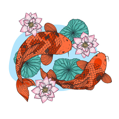 Koi carps swim in water with lilies. Vector illustration. Tattoo print. Hand drawn illustration for t-shirt print, fabric and other uses.
