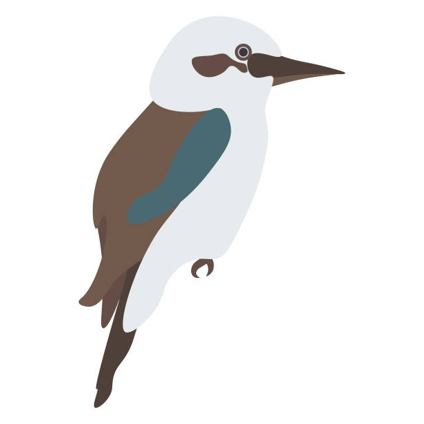 Kookaburra vector art illustration