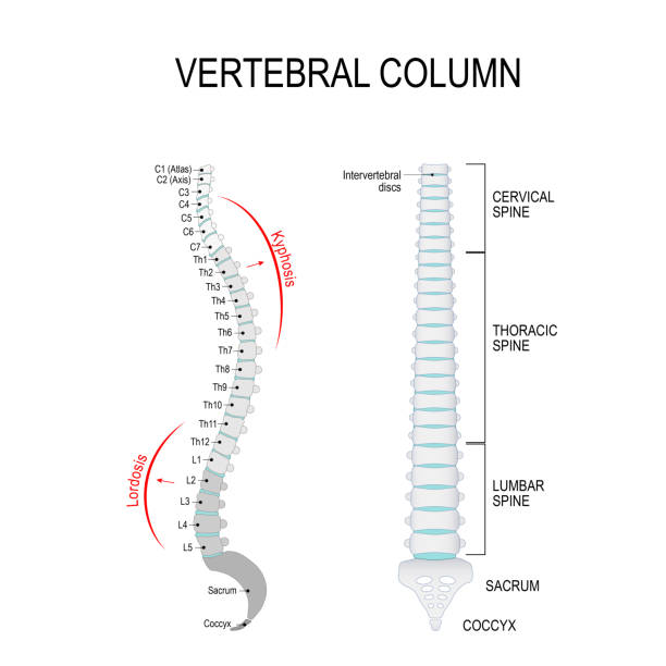 Kyphosis, and Lordosis. Vertebral column Vertebral column: cervical, thoracic and lumbar spine, sacrum and coccyx. Kyphosis, and Lordosis. Numbering order of the vertebrae of the human spinal column. Vector diagram for medical use spine body part stock illustrations