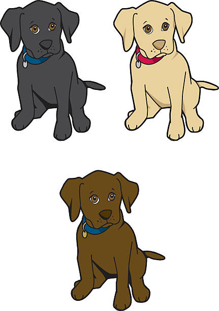 Labrador puppies  chocolate labrador stock illustrations