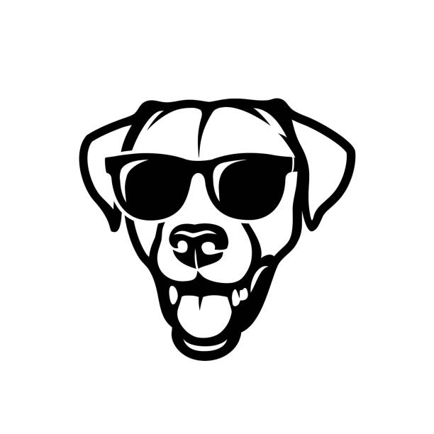 Labrador retriever dog face wearing sunglasses - isolated outlined vector illustration Labrador retriever dog face wearing sunglasses labrador retriever stock illustrations
