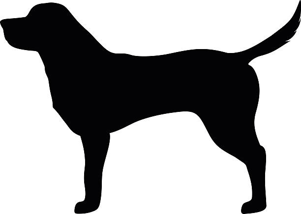 Labrador retriever dog. Vector black silhouette. Vector black silhouette of a labrador retriever dog isolated on a white background. dog silhouettes stock illustrations