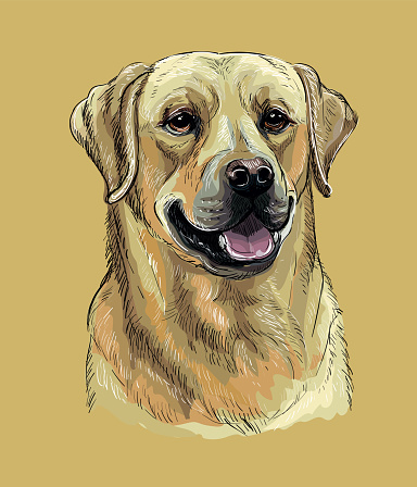 Labrador retriever dog vector hand drawing color