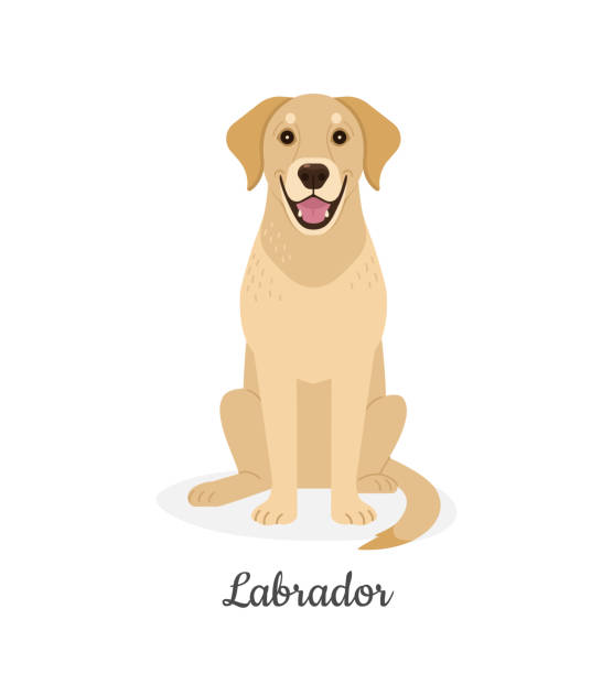 Labrador. Vector illustration of cute big yellow sitting dog in flat style. Isolated on white labrador retriever stock illustrations