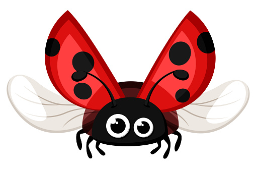 Ladybug flying on a white background. Insect