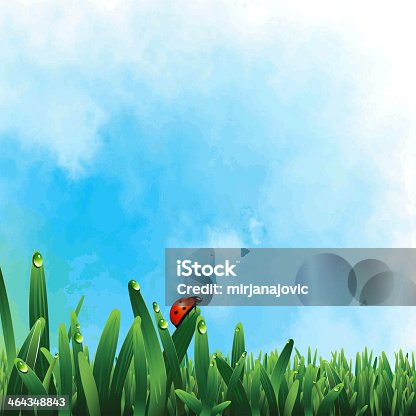 istock Ladybug on green grass 464348843