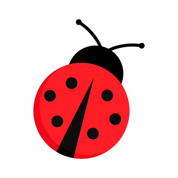 Ladybug Ladybug or ladybird vector graphic illustration, isolated. Cute simple flat design of black and red lady beetle. animal antenna stock illustrations