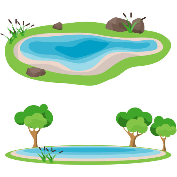 Lake, realistic lake with reeds and trees. Vector illustration of a lake. Lake, realistic lake with reeds and trees. Vector illustration of a lake. pond stock illustrations