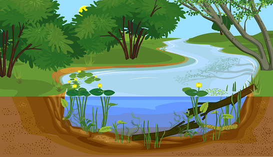 Landscape with cross-section of river. Freshwater river biotope with Yellow water-lily (Nuphar lutea) plants and driftwood in water