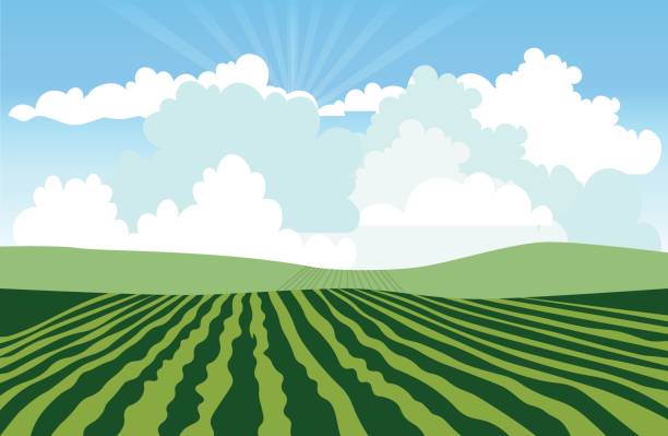 ilustraciones, imágenes clip art, dibujos animados e iconos de stock de paisaje con campo verde - corn field