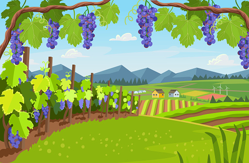 Landscape with of vineyard. Background village with fields of greenhouses and grapes in the foreground. landscape with hills, meadows, blue sky. Vector banner for  winemaking, harvesting.