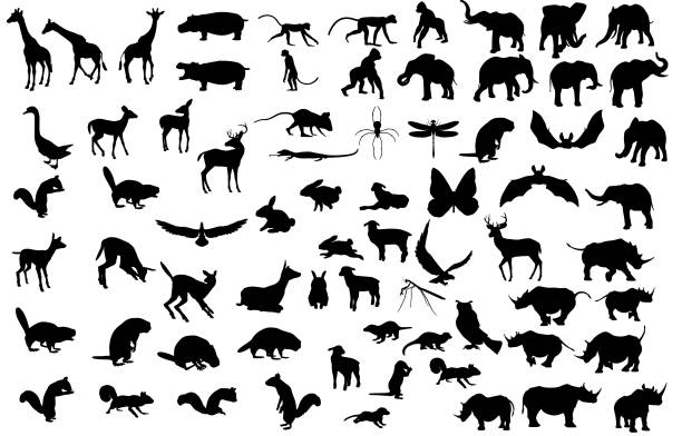 Large Animal Silhouette Collection Large animal silhouette collection containing giraffe, hippo, monkey, gorilla, elephant, rhino, deer, squirrel, bird, beaver, mouse, spider, lizard, dragon fly, duck, owl, lamb, rabbit, and bat. icon silhouettes stock illustrations