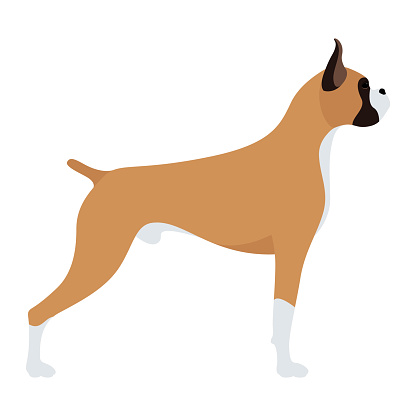 A large brown short-haired dog of the German boxer breed. Vector stock flat illustration isolated on a white background