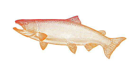 Large Chinook Salmon