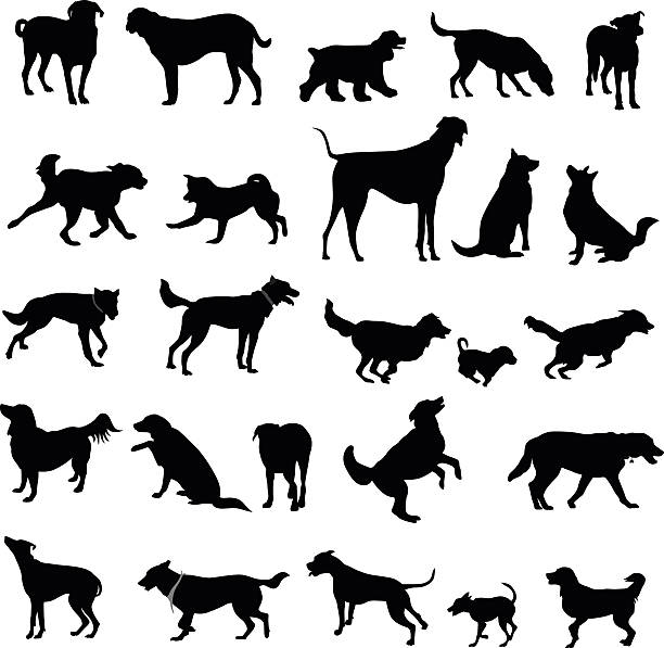 Large Collection Of Dog Silhouettes A vector silhouette illustration of several types of dog breeds in many poses including running jumping, sitting, begging, and standing. dog silhouettes stock illustrations