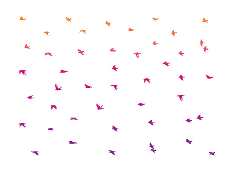 Large flock of birds