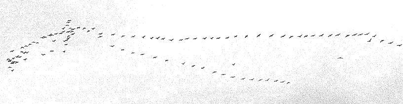 Large flock of pelicans flying in v formation