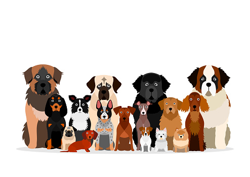 large group of various breeds dogs