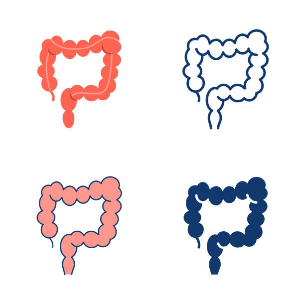 Large intestine icon set in flat and line style Large intestine icon set in flat and line style. Part of digestive system. Human internal organ symbol. Vector illustration. colon stock illustrations