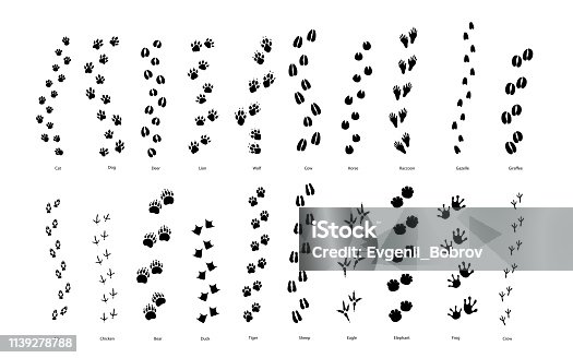 istock Large set of animal and bird trace steps imprints on white 1139278788
