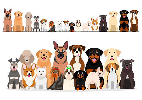 large set of border and group of various breeds of dogs