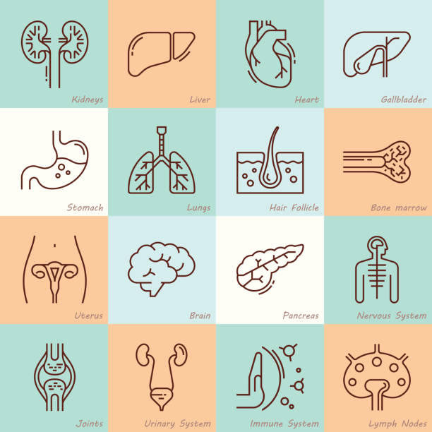 Large set of linear vector icons of human organs with signatures Large set of linear vector icons of human internal organs with signatures. Suitable for print, web and presentations. central nervous system stock illustrations