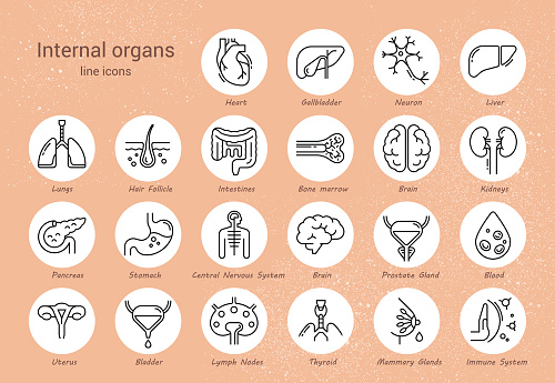 Large set of linear vector icons of human internal organs with signatures. Suitable for print, web and presentations.