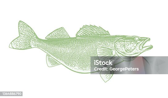 istock Large Walleye fish 1364886790
