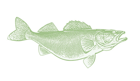 Vector illustration of a large Walleye fish