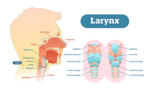Larynx anatomical vector illustration diagram, educational medical scheme. Larynx anatomical vector illustration diagram, educational medical scheme with nasal cavity, larynx, trachea and esophagus. human throat anatomy stock illustrations