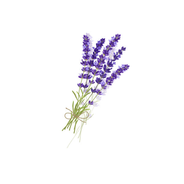 Lavander Bouquet Bouquet of Purple Flowers bunch illustrations stock illustrations