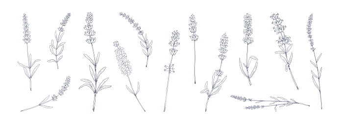 Lavender flower. Hand drawn floral herbal tea collection. Botanical garden grass sketches set. Provence nature elements drawing collection. Vector plant stems with blossom and leaves