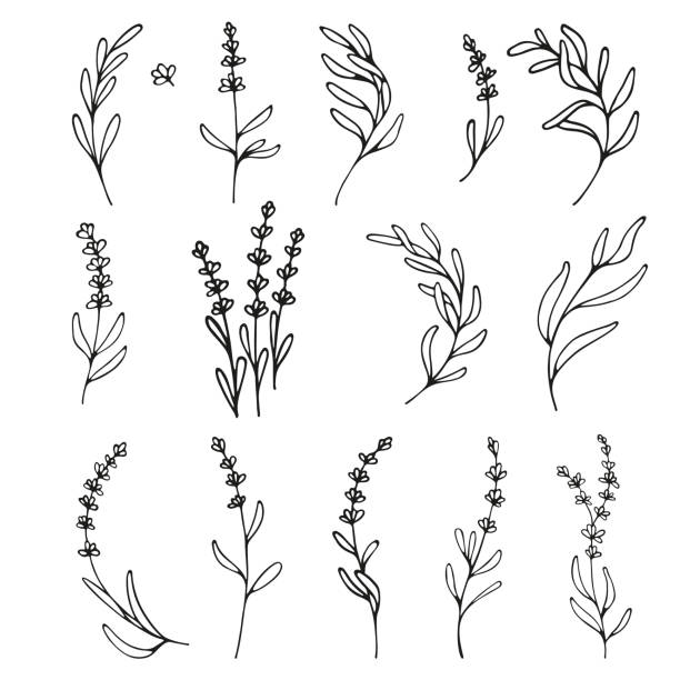 Lavender flowers clipart. Hand drawn design elements. Botanical vector elements for your design. Logo and branding. Outline. branch plant part stock illustrations